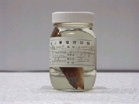 藏品(鑲點石斑魚)的圖片